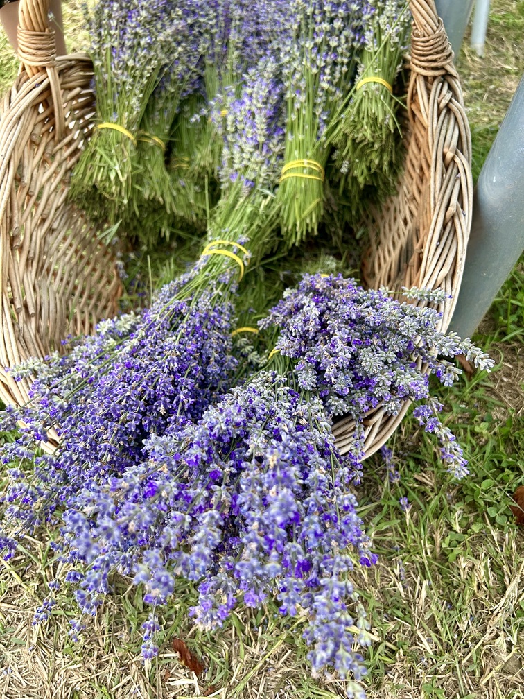 Lanul de lavandă gradina de lavanda tiparesti