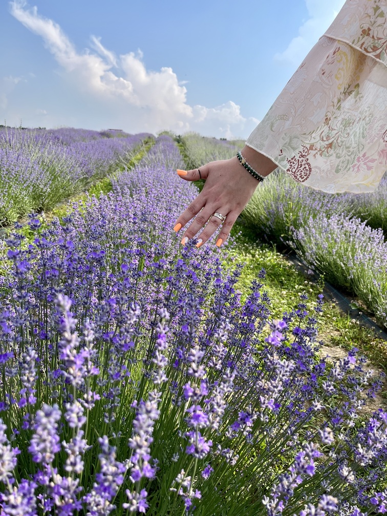 Lanul de lavandă gradina de lavanda tiparesti