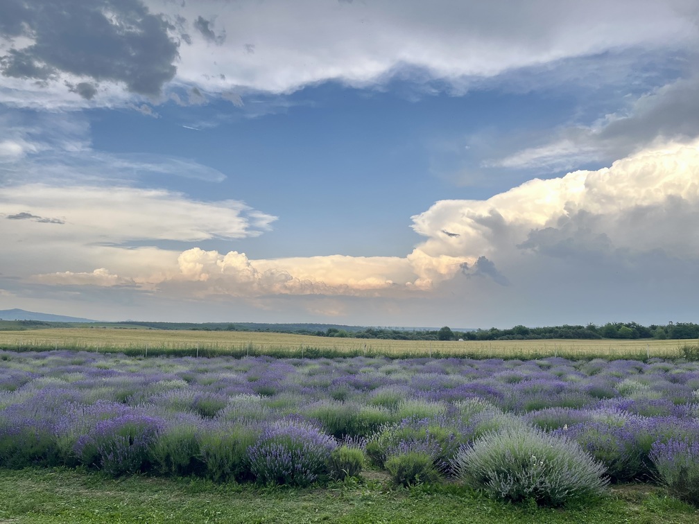 Lanul de lavandă gradina de lavanda tiparesti