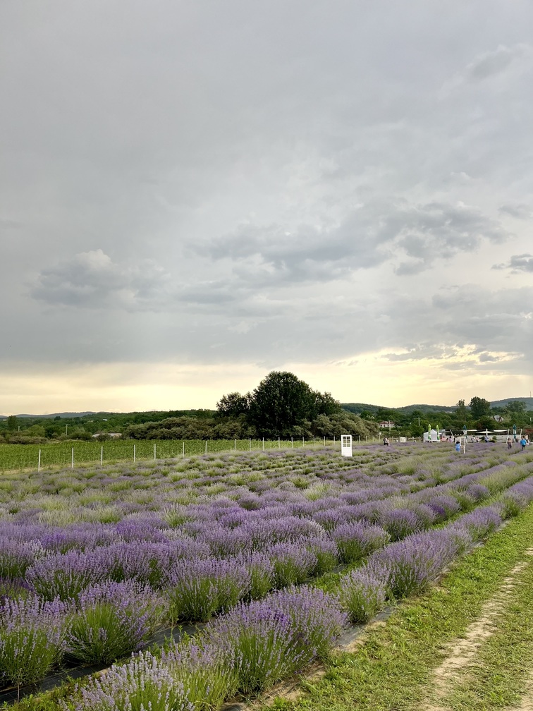 Lanul de lavandă gradina de lavanda tiparesti