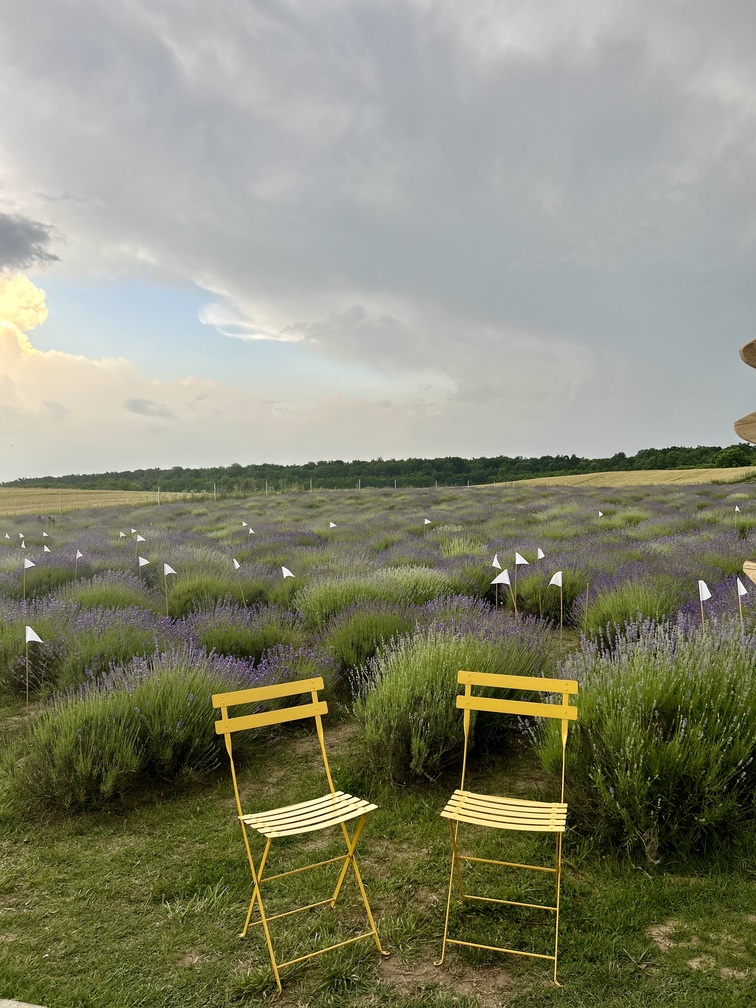 Lanul de lavandă gradina de lavanda tiparesti